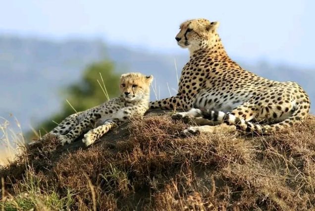 6 Days Explore Kenya Safari Tsavo East - Tsavo West - Amboseli - Lake Nakuru - Masai Mara