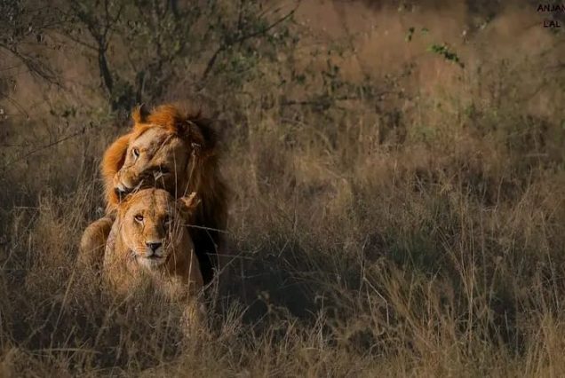 5 Days Safari: Amboseli - Lake Nakuru - Masai Mara